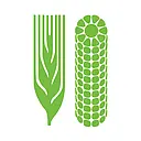 
      CIMMYT
    
